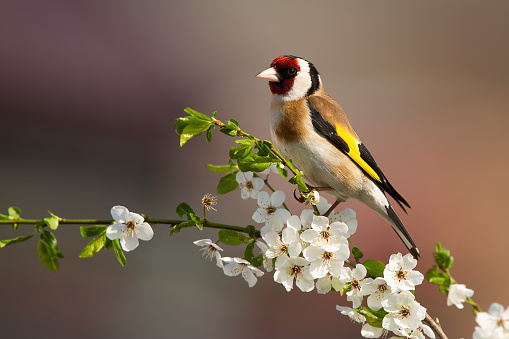 Colorful male of european goldfinch, carduelis carduelis, sitting on twig of tree with blossoming flowers in springtime. Bird with red stripe over eye and yellow plumage on wings.