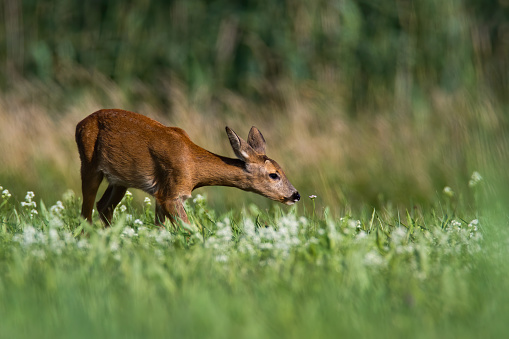 Elegant roe deer, capreolus capreolus, doe stretching neck and sniffing a flower on blooming meadow in summer. Gentle female mammal with orange fur standing on hay field with green grass at sunrise.