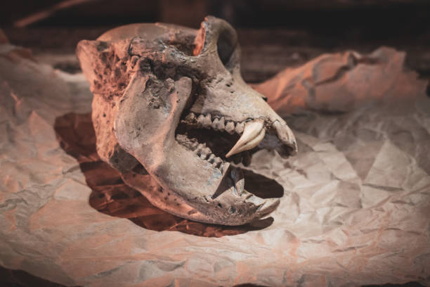 istock Animal skull on vintage parchment. Scary animal head with sharp teeth in fire light. Animal skull on grunge wooden desk. Halloween decoration. Horror and death concept. 1226792070