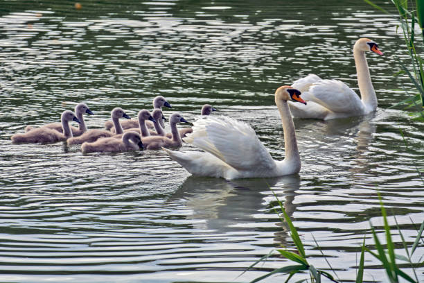 istock Swans and young in the water 1226793919