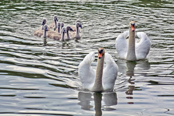 istock Swans and young in the water 1226793924