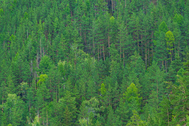 istock green carpet of trees on hillside, dense coniferous forest as background 1226794866