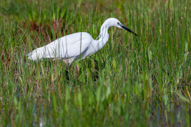 istock Great Egret, (Ardea alba) in a natural habitat. 1226794874