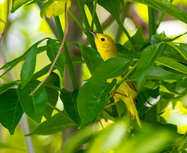 istock Yellow warbler in tree with white flowers 1226795018