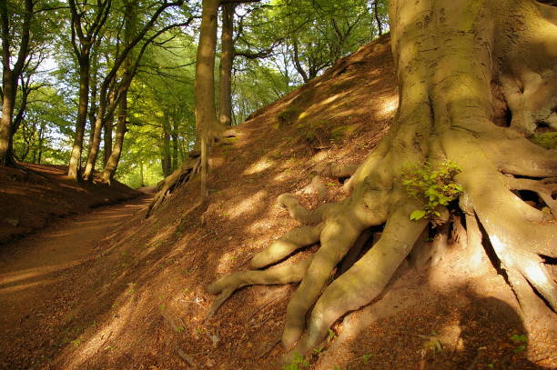 открытые корни деревьев в прествиче - leaf plant twisty twisted стоковые фото и изображения