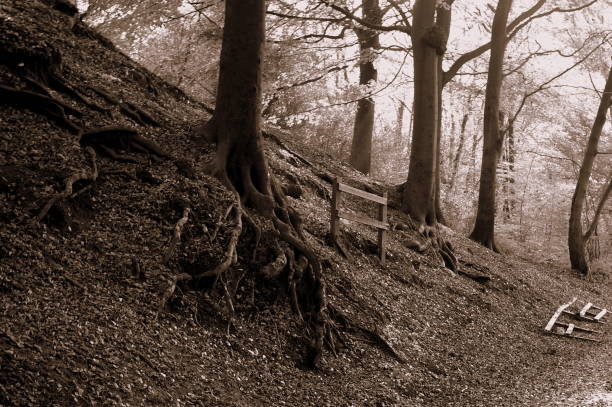 корни деревьев среди павших листьев - leaf plant twisty twisted стоковые фото и изображения