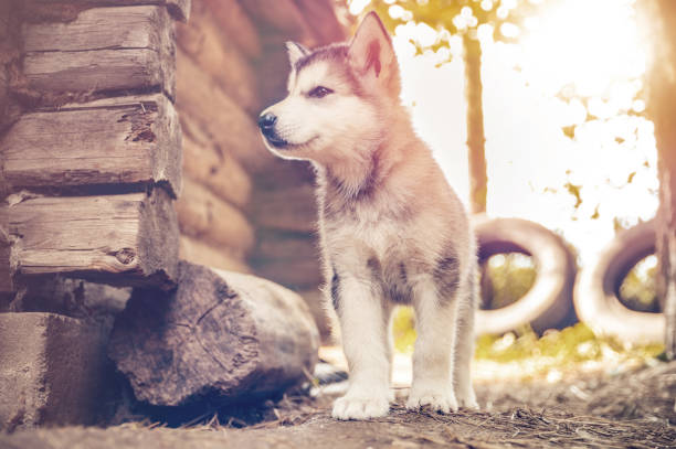 istock cute puppy alaskan malamute run on grass garden 1226795277
