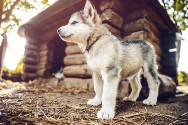 istock cute puppy alaskan malamute run on grass garden 1226795322