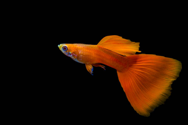 istock Male full red albino guppy 1226795919