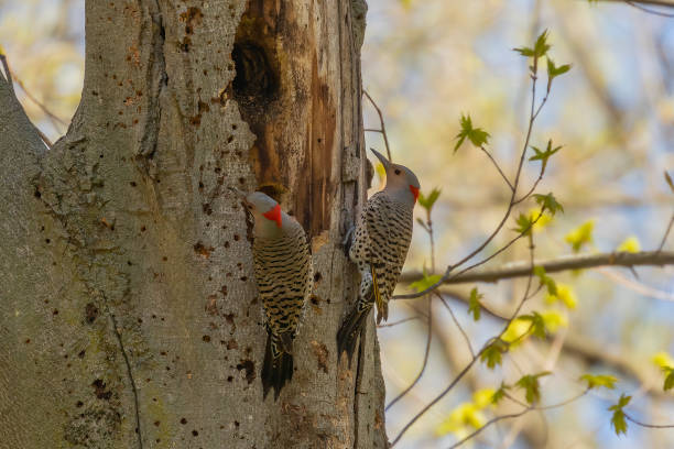 istock Bird. The northern flicker in spring. 1226795934