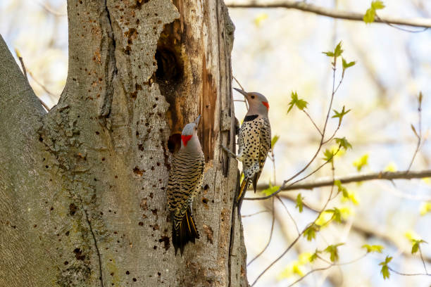 istock Bird. The northern flicker in spring. 1226795973