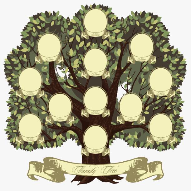 illustrazioni stock, clip art, cartoni animati e icone di tendenza di albero genealogico dei cartoni animati con scritta illustrazione grafica vettoriale - origins oak tree growth plant