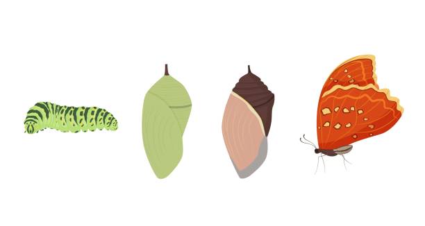 Set of various cartoon butterfly transformation vector graphic illustration Set of various cartoon butterfly transformation vector graphic illustration. Collection of different insect metamorphosis developmental cycle from egg to adult isolated on white background egg to caterpillar stock illustrations