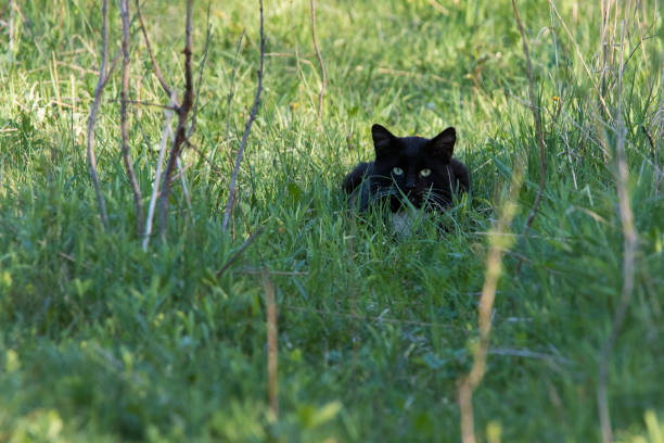 istock black cat stalking prey in nature 1226796177
