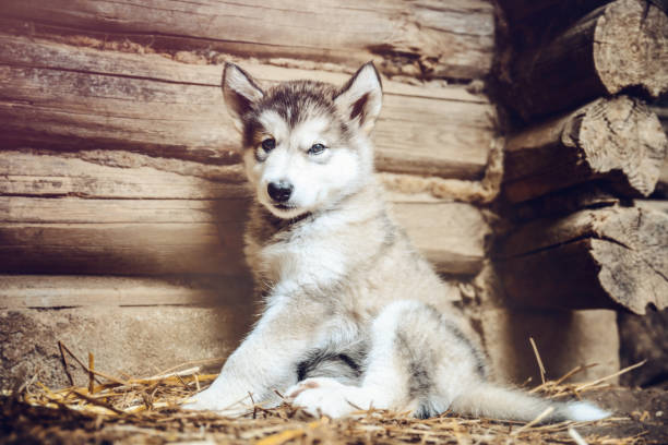 istock cute puppy alaskan malamute run on grass garden 1226796225