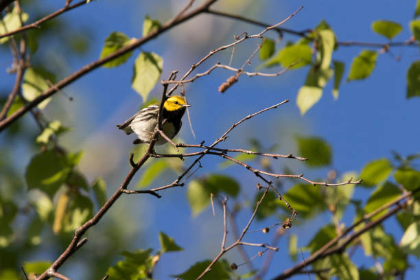 istock black-throated green warbler (Setophaga virens) 1226796540