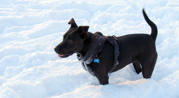 A black and brindle Staffordshire Bull Terrier crossed with one or more unknown breeds