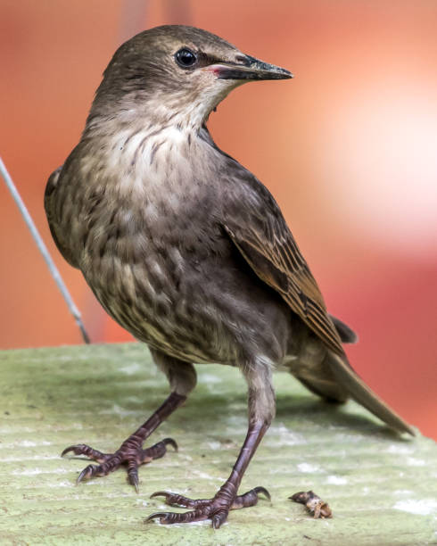 istock Starling bird in a tree looking for food 1226797348