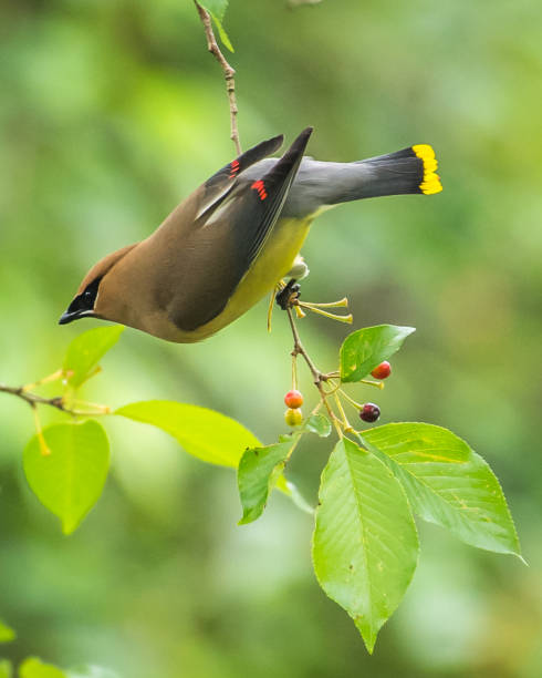 istock Cedar waxwing bird in a tree looking for berries for food 1226797419