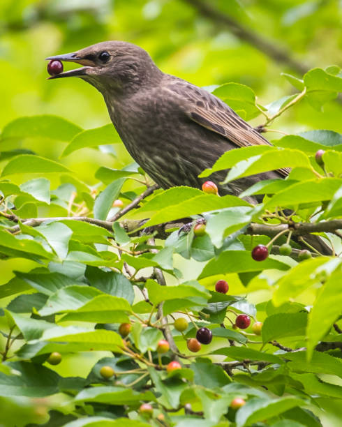 istock Starling bird in a tree looking for food 1226797427