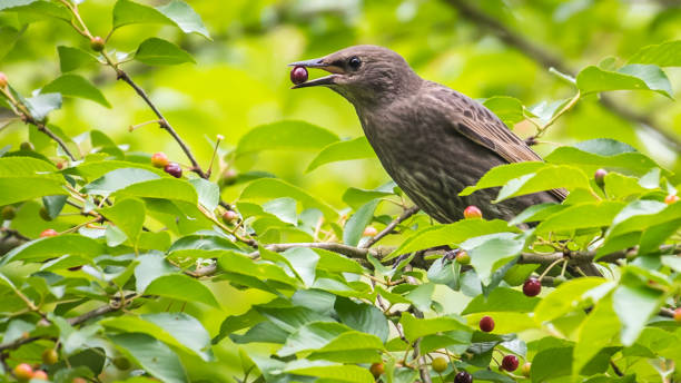 istock Starling bird in a tree looking for food 1226797442