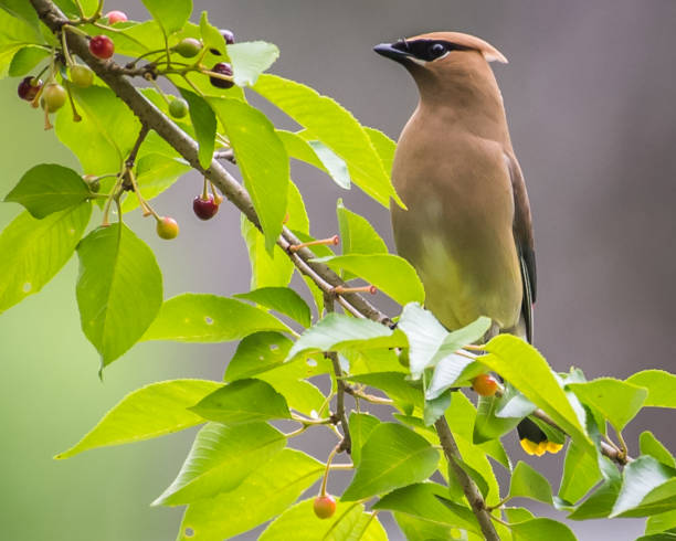 istock Cedar waxwing bird in a tree looking for berries for food 1226797466