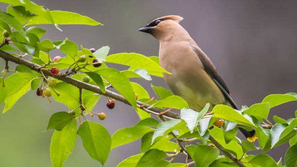 istock Cedar waxwing bird in a tree looking for berries for food 1226797468