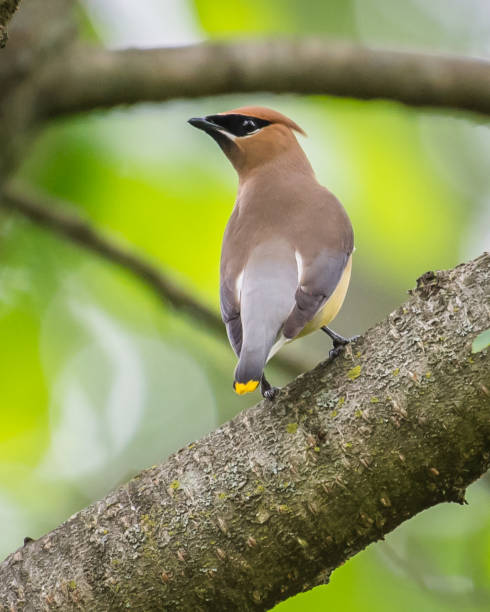 istock Cedar waxwing bird in a tree looking for berries for food 1226797480