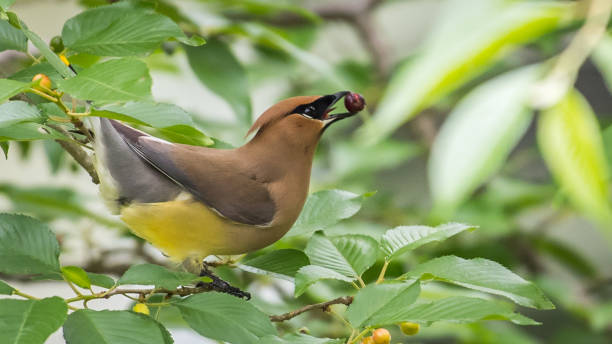istock Cedar waxwing bird in a tree looking for berries for food 1226797492