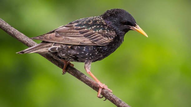 istock Starling bird in a tree looking for food 1226797499