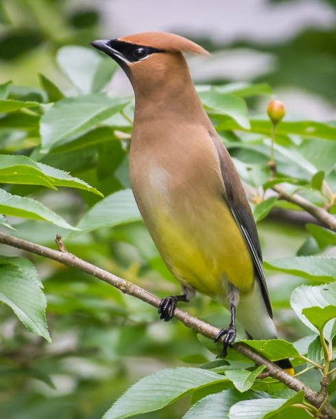 istock Cedar waxwing bird in a tree looking for berries for food 1226797511