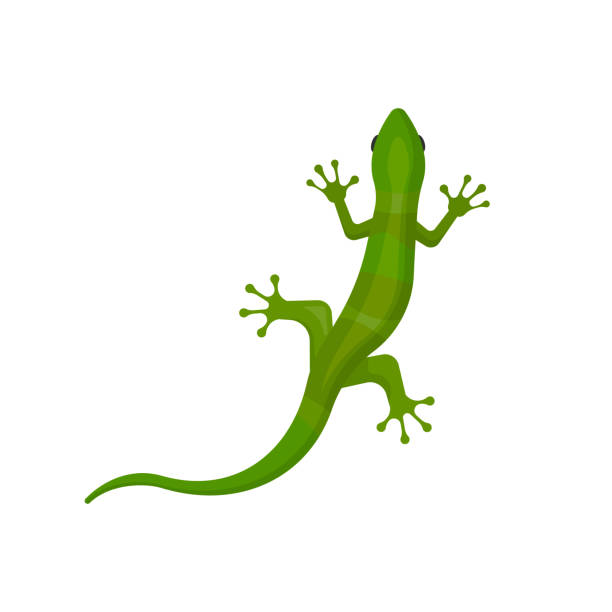 eidechse isoliert auf weißem hintergrund. vektor-illustration. - lizard stock-grafiken, -clipart, -cartoons und -symbole