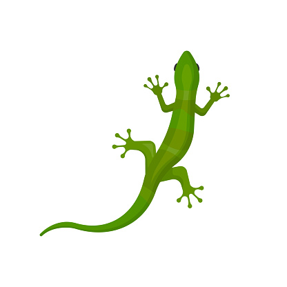 lizard isolated on white background. Vector illustration. Eps 10.