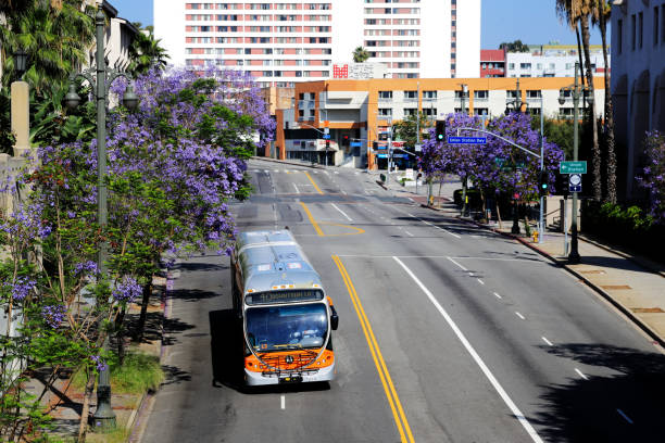 Los Angeles, California, USA - May 24, 2020: Jacaranda blossom along East Cesar E Chavez Avenue at Los Angeles Downtown.