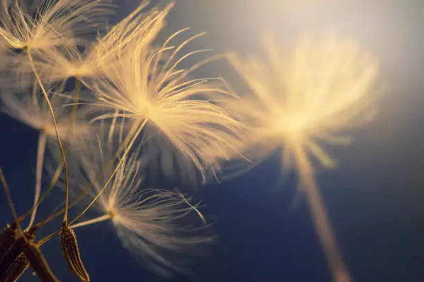 Photo of flying seeds of dandelion 4