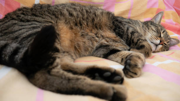 istock The cat is lying on the bed in a deep sleep. 1226797727