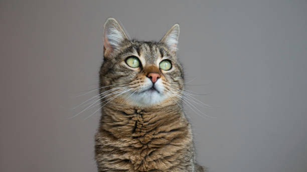 istock Portrait of a cat. Copy space for advertising. Negative space. 1226797736