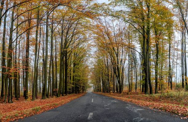 istock Road is going through the forest in the autumn, 1226797737