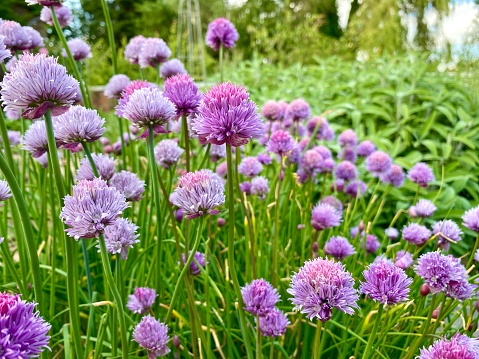 Flowering chive plants Allium schoenoprasum