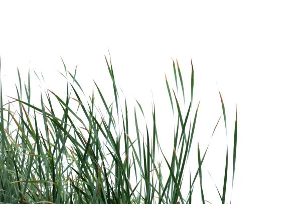 istock In selective focus wild grass leaves with wind blowing on white isolated background for green foliage backdrop 1226798853