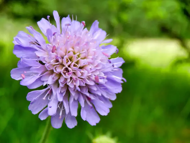 Close up of a Field Scabius (Knautia arvensis) in a meadow