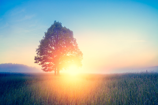 Sunrise beam in the beautiful field with lonely tree. Summer concept.