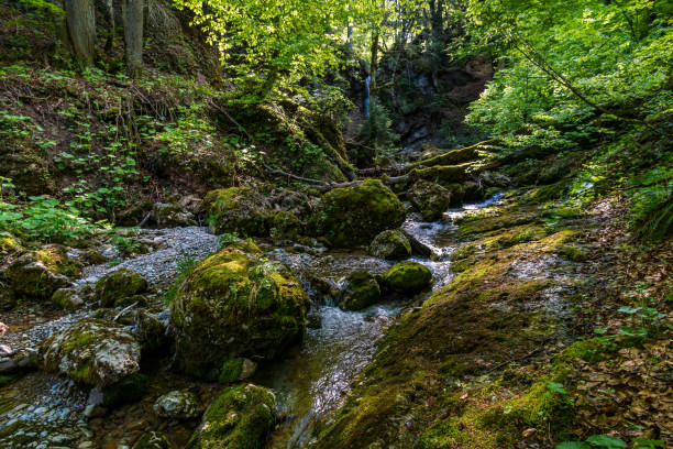 Nature reserve Aachtobel Through the beautiful nature reserve Aachtobel in the Gunzesried valley in the Allgau ofterschwang stock pictures, royalty-free photos & images