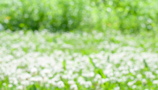 defocused field with the green grass and white flowers