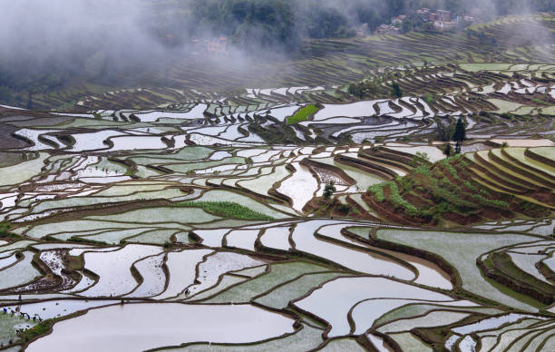 istock Terraced rice fields in Yuanyang county, Yunnan, China 1226799999