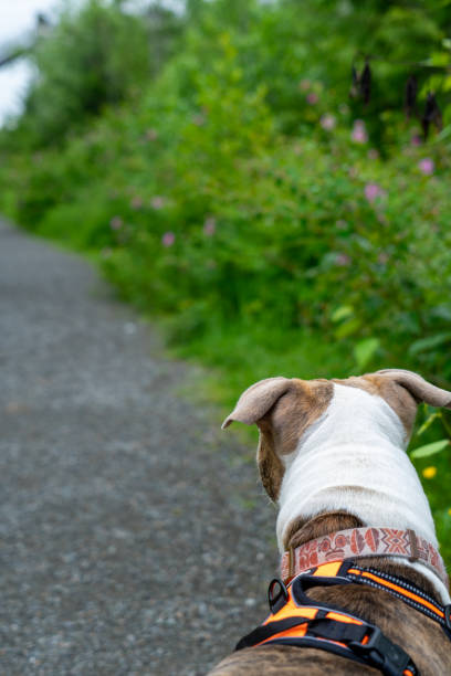 istock Dog walks along Everett Washingtons Lowell Park 1226801382