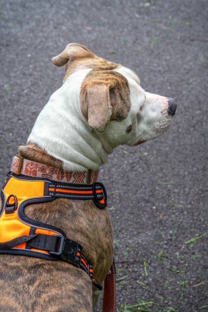 istock Dog walks along a gravel trail 1226801386