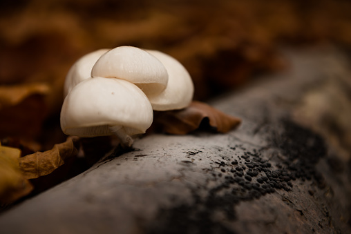 Mushrooms in autumn natural forest, Carpathian mountains, Ukraine