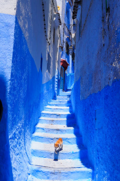 istock Cat in Chefchaouan city 1226801626