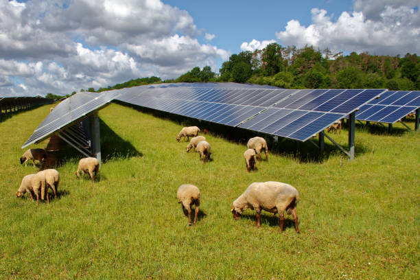 solar power station with sheep stock photo